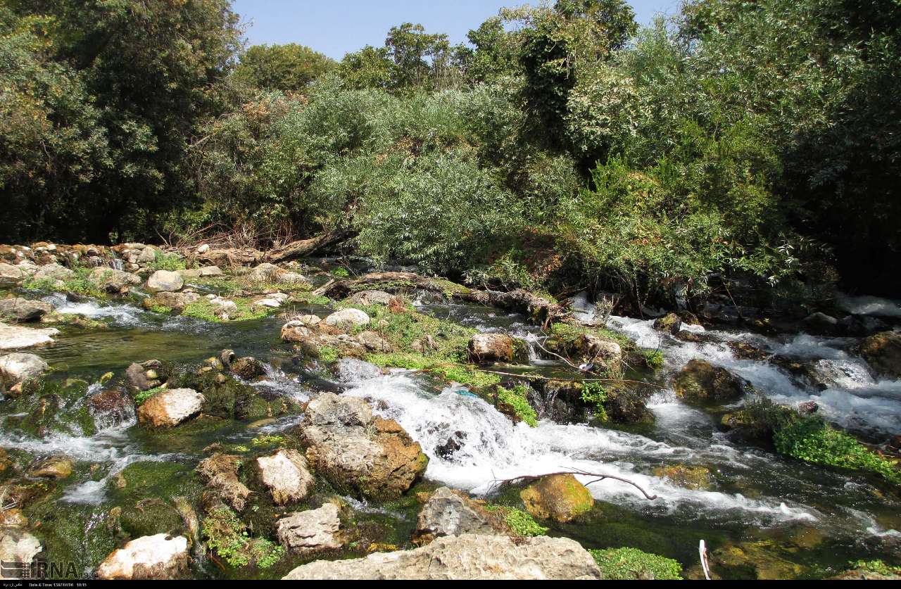 سوسن سرخاب اندیکا