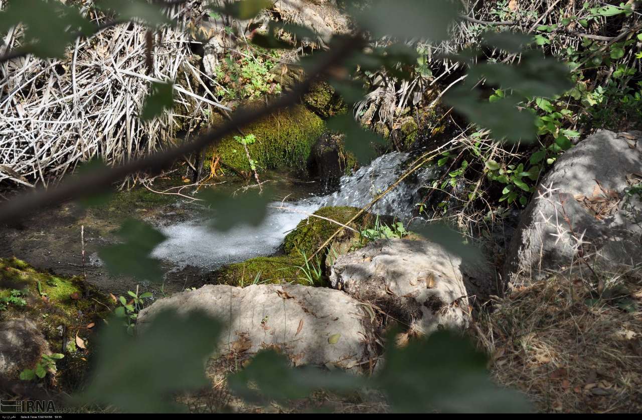 سوسن سرخاب اندیکا