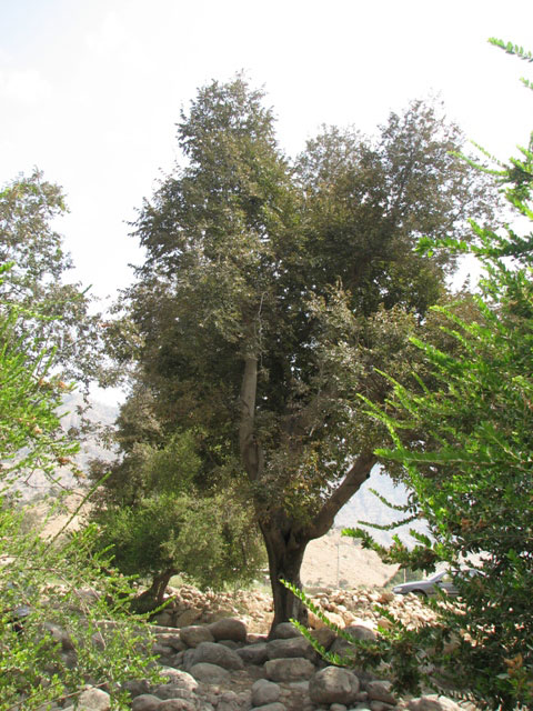 سوسن سرخاب اندیکا