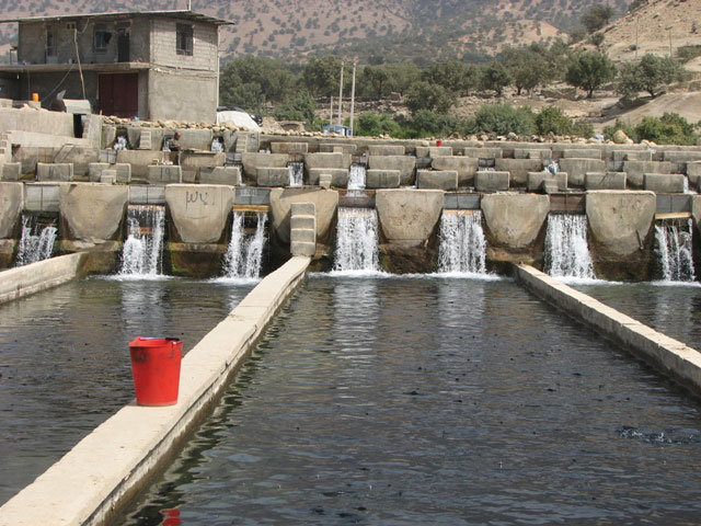 سوسن سرخاب اندیکا