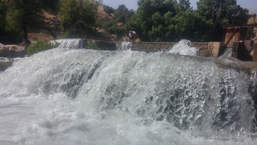 سوسن سرخاب اندیکا