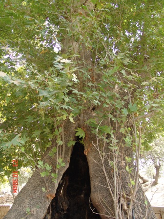 سوسن سرخاب اندیکا