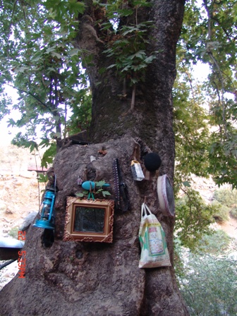 سوسن سرخاب اندیکا