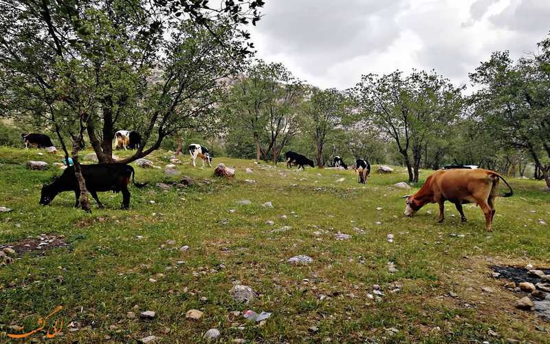 روستای مال آقا باغ ملک