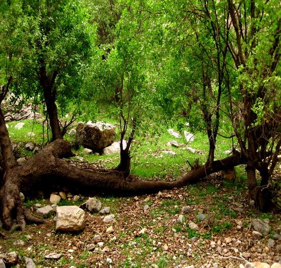 روستای مال آقا باغ ملک