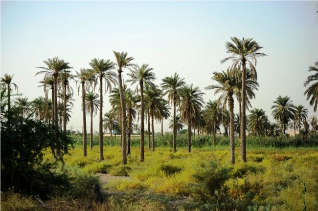 منطقه آزاد اروند