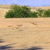 منطقه حفاظت شده دیمه