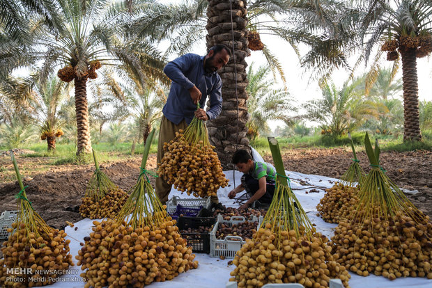 غزاویه کارون