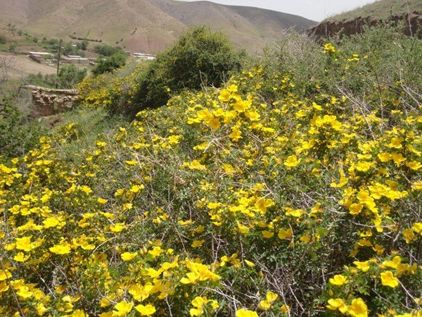 روستای خوئین ایجرود