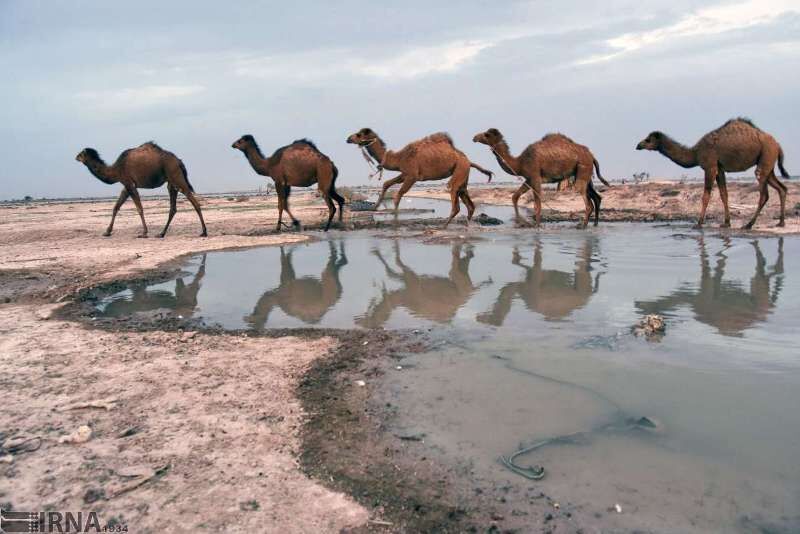 تالاب جازموریان