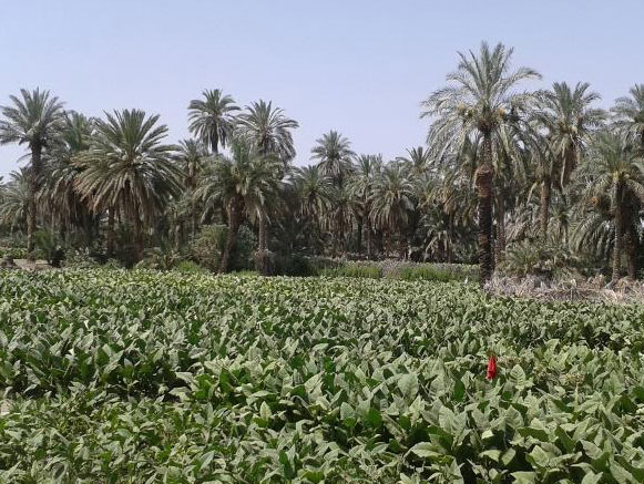 روستای اسفند دلگان