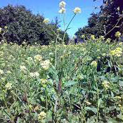 روستای برج خیل سیمرغ