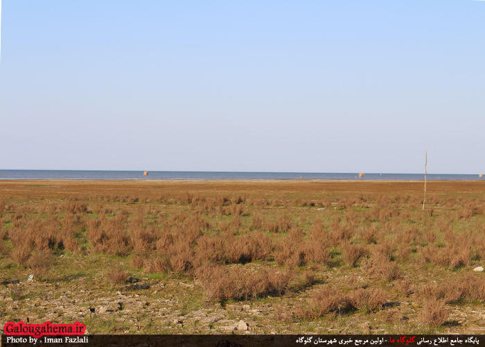 دریای آرام گلوگاه