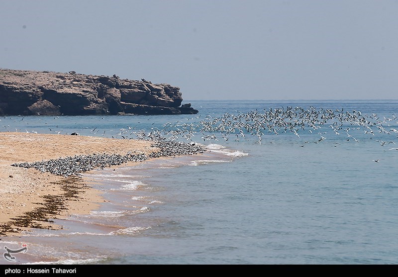 جزیره فارور