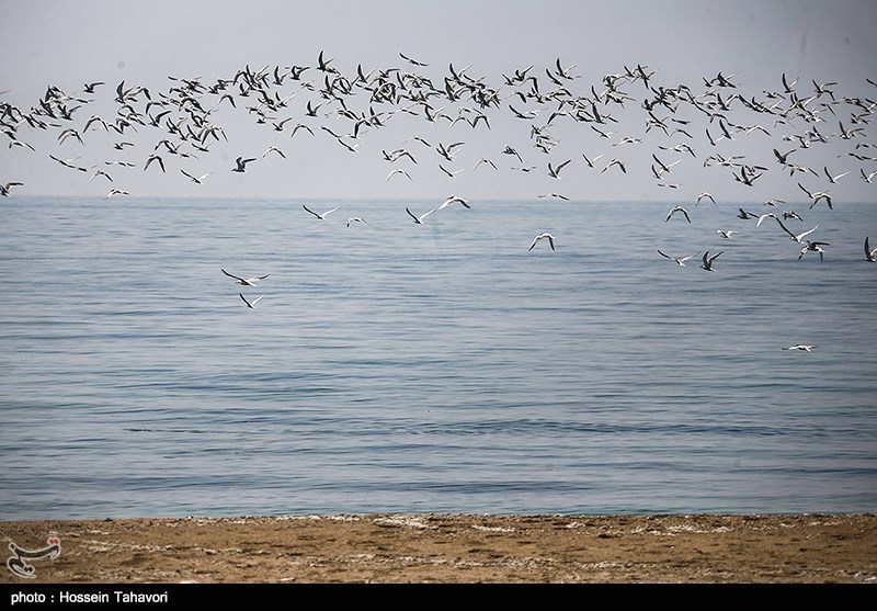 جزیره فارور
