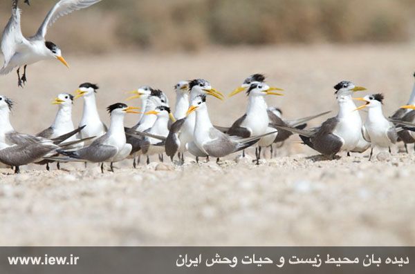 جزیره فارور