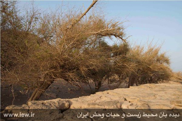 جزیره فارور