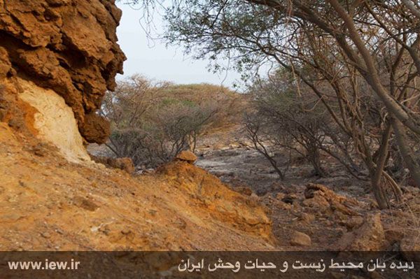 جزیره فارور
