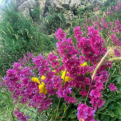 روستای نوین اورامان
