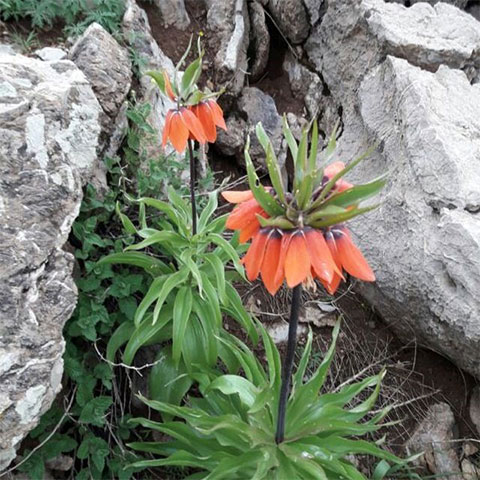 روستای نوین اورامان
