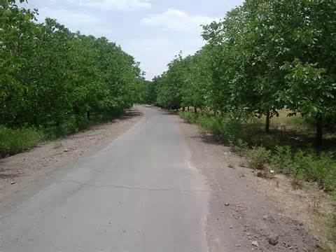 چشمه عروس رابر