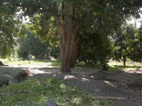 باغ روضه ارم منوجان