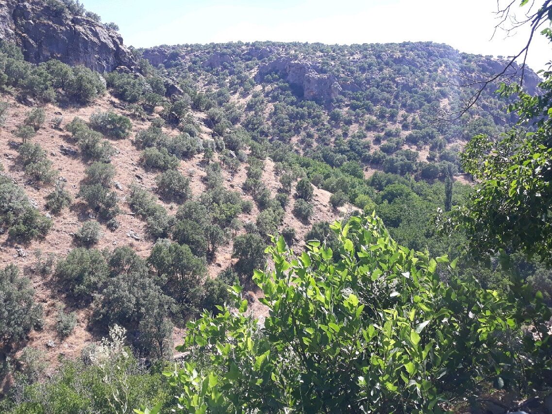 کاوات کرمانشاه