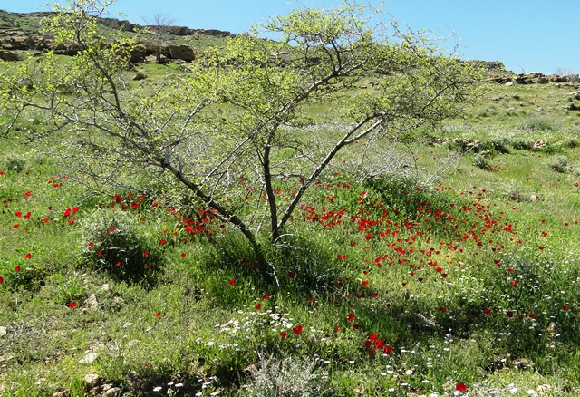 قلعه نادر بهمئی