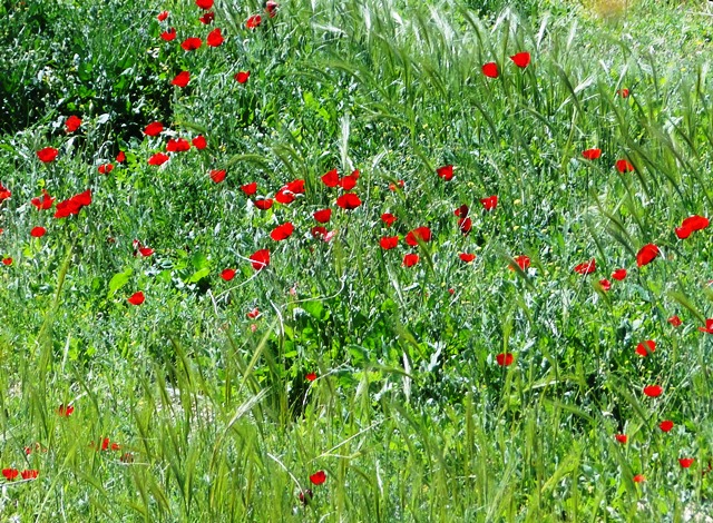 قلعه نادر بهمئی