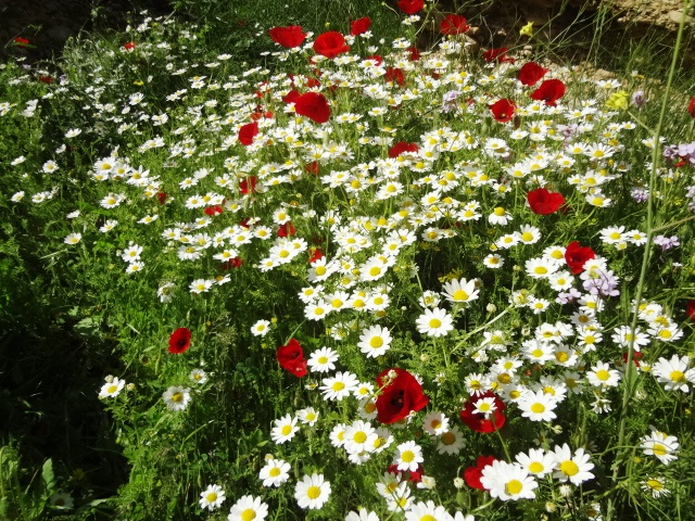 قلعه نادر بهمئی