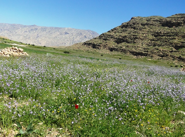قلعه نادر بهمئی