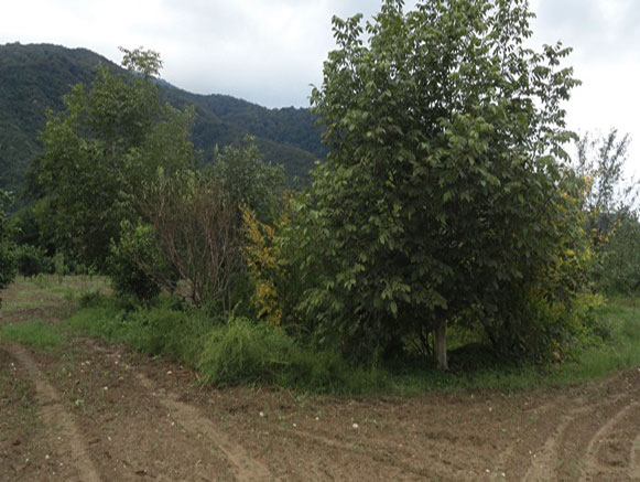 روستای کهنه کلباد گلستان