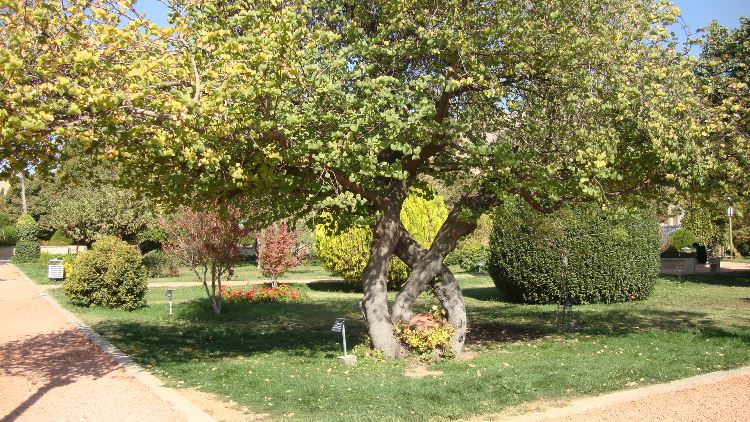 باغ ارم شیراز