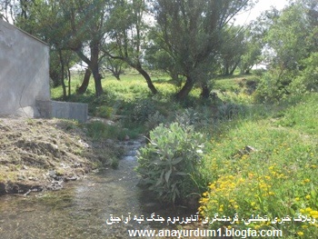 شیرین بلاغ آواجیق