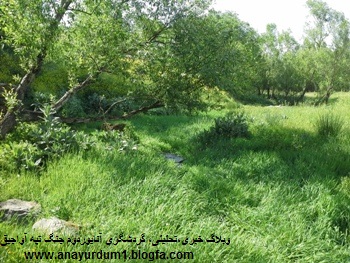شیرین بلاغ آواجیق