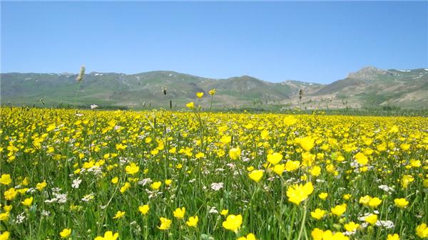 شیرین بلاغ آواجیق