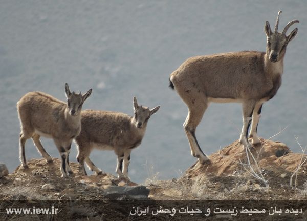 منطقه حفاظت شده مراکان