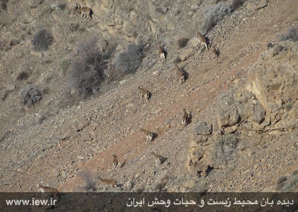 منطقه حفاظت شده مراکان