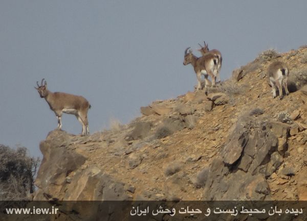 منطقه حفاظت شده مراکان