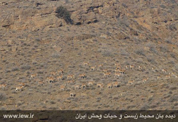 منطقه حفاظت شده مراکان
