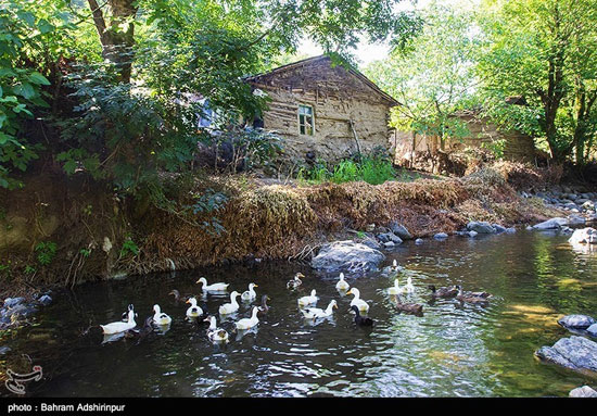 مشه سویی