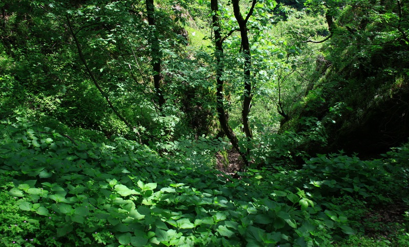مشه سویی
