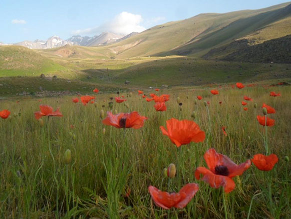 داشلی بولاغ گرمی