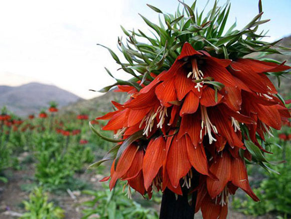 گلستانکوه خوانسار