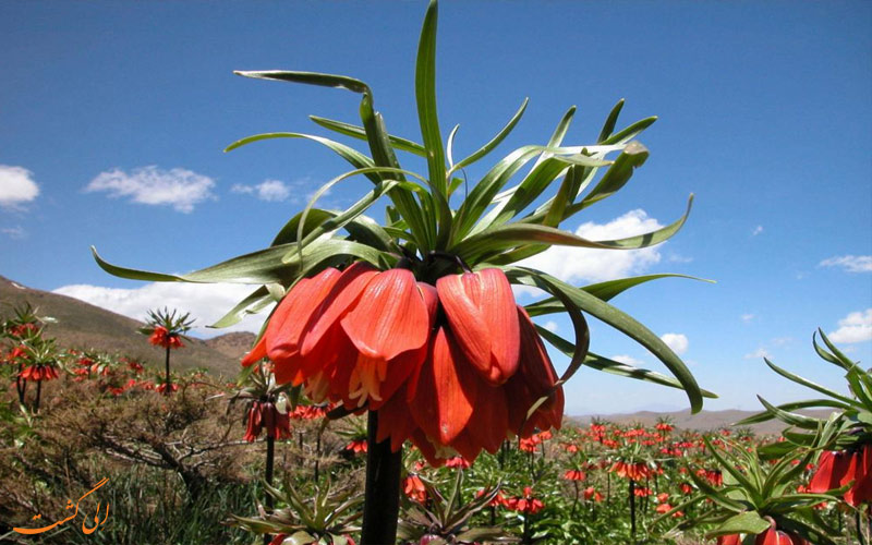 گلستانکوه خوانسار
