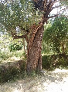 روستای همگین دهاقان