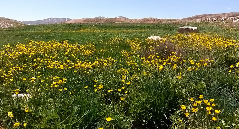 چالقفا سمیرم