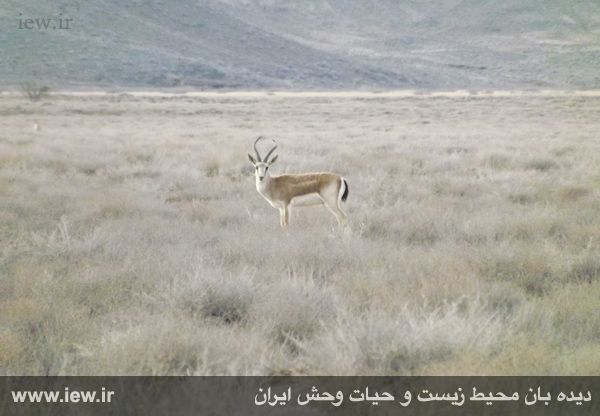 پناهگاه حیات وحش موته