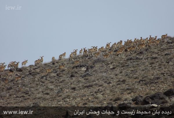 پناهگاه حیات وحش موته