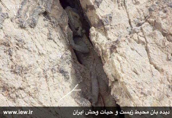 پناهگاه حیات وحش موته